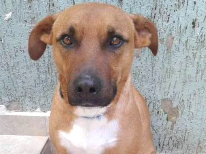 Cachorro ra a SRD idade 3 anos nome Fred
