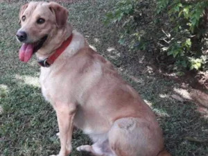 Cachorro raça SRD idade 2 anos nome Jack