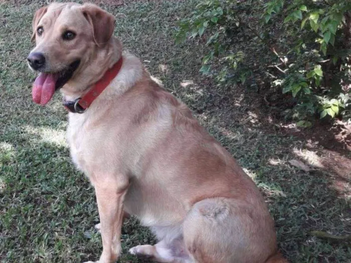 Cachorro ra a SRD idade 2 anos nome Jack