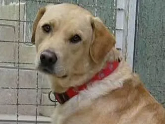 Cachorro ra a SRD idade 2 anos nome Jack