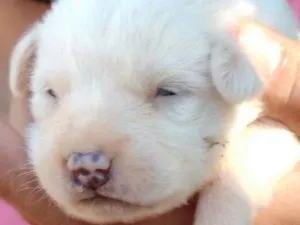 Cachorro raça  idade 2 a 6 meses nome teca/filhotes 