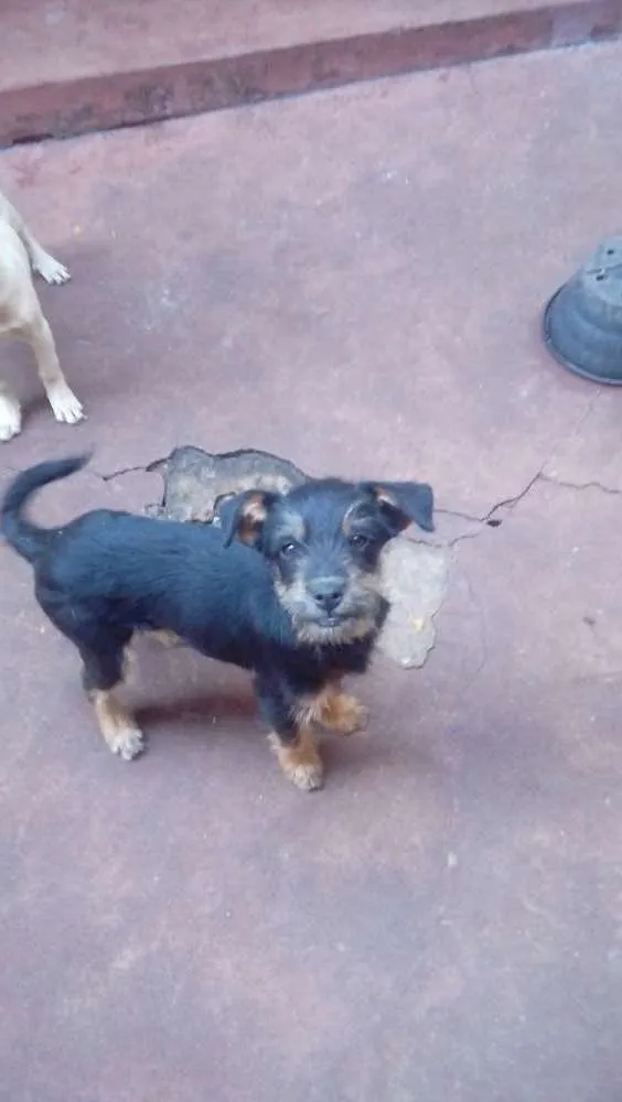 Cachorro ra a Vira lata  idade 2 a 6 meses nome Fred e scoby 