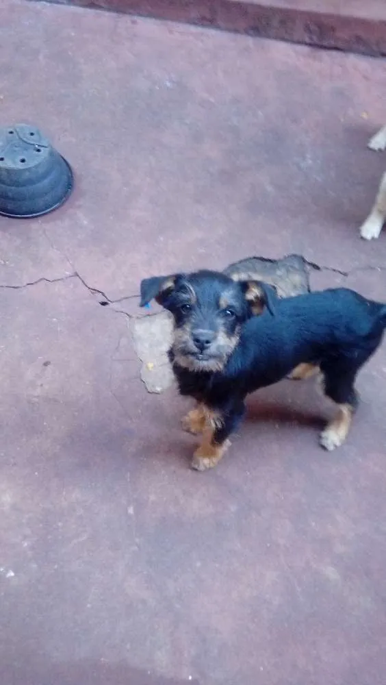 Cachorro ra a Vira lata  idade 2 a 6 meses nome Fred e scoby 