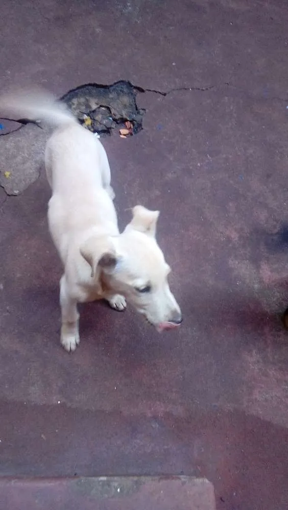 Cachorro ra a Vira lata  idade 2 a 6 meses nome Fred e scoby 
