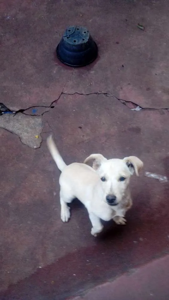 Cachorro ra a Vira lata  idade 2 a 6 meses nome Fred e scoby 