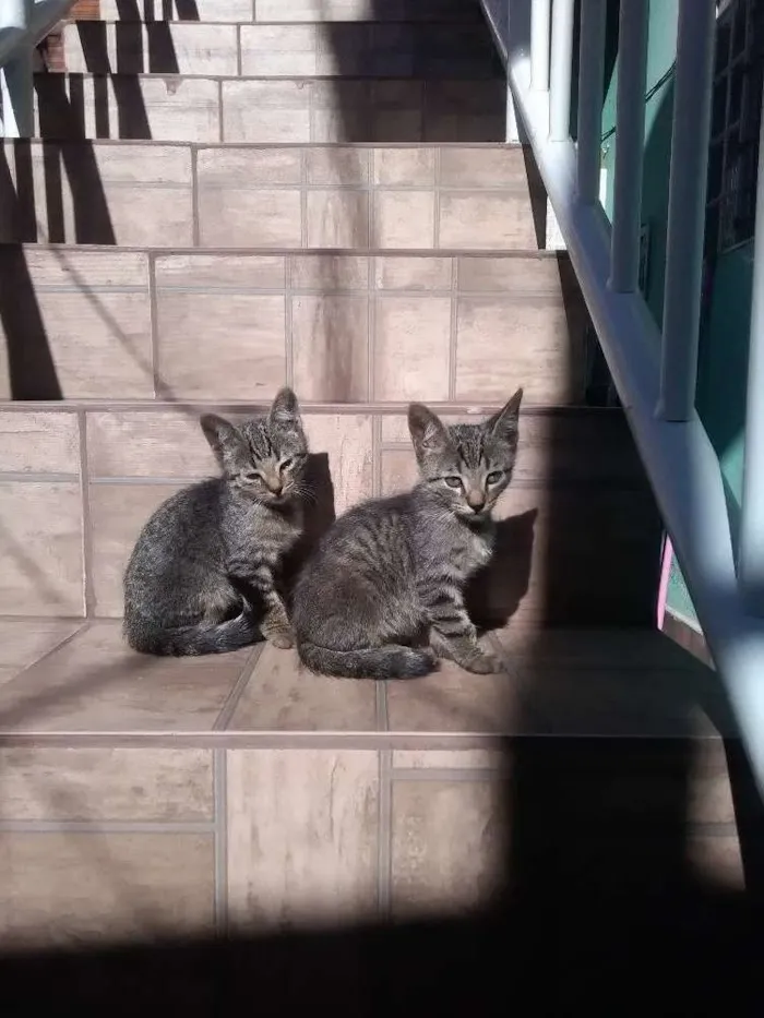 Gato ra a Vira lata  idade 2 a 6 meses nome Tom e madruguinha 