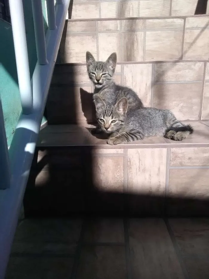 Gato ra a Vira lata  idade 2 a 6 meses nome Tom e madruguinha 