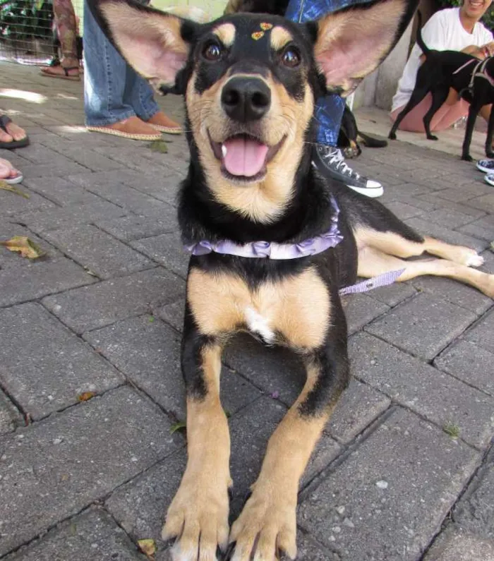 Cachorro ra a SRD idade 1 ano nome Meg