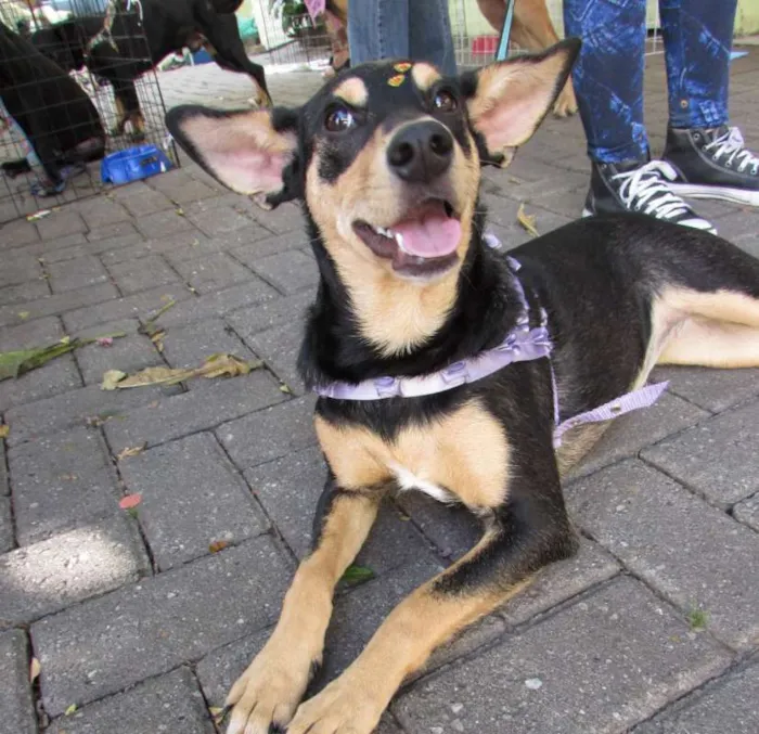 Cachorro ra a SRD idade 1 ano nome Meg