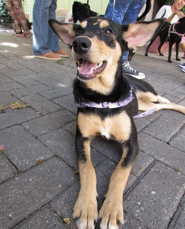 Cachorro ra a SRD idade 1 ano nome Meg