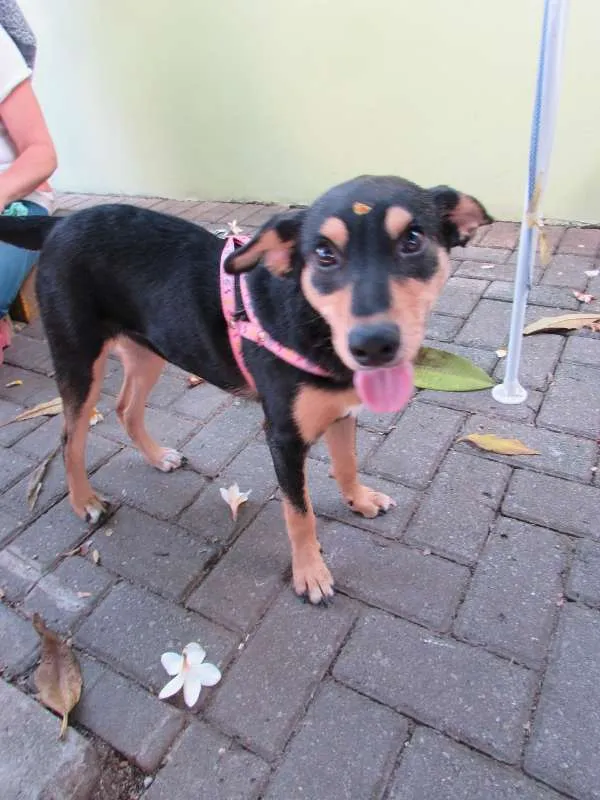 Cachorro ra a SRD idade 1 ano nome Meg