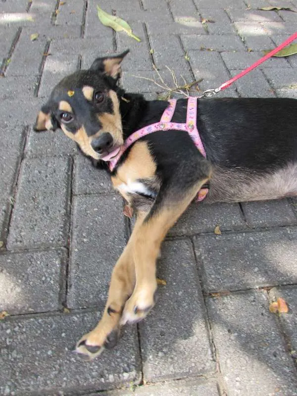 Cachorro ra a SRD idade 1 ano nome Meg