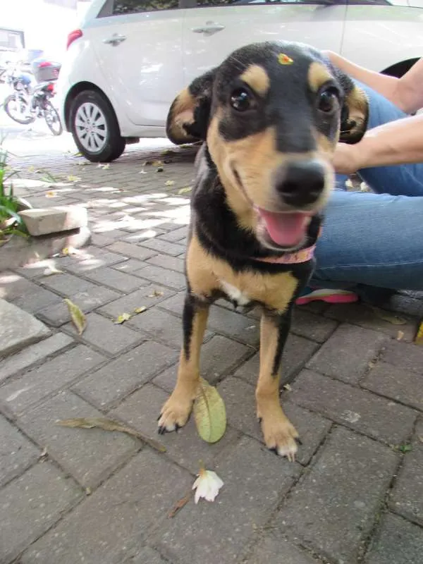 Cachorro ra a SRD idade 1 ano nome Meg