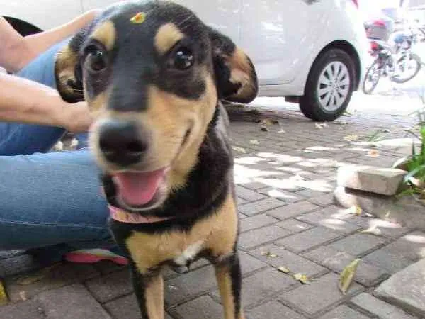 Cachorro ra a SRD idade 1 ano nome Meg