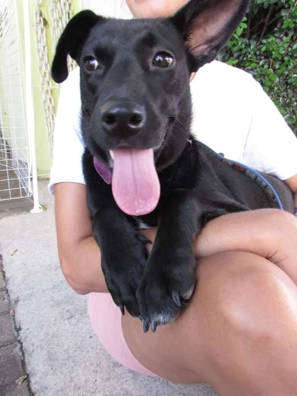 Cachorro ra a SRD idade 1 ano nome Rihanna