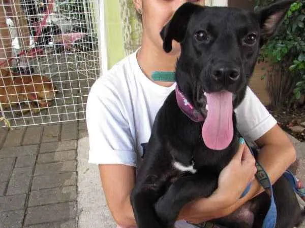 Cachorro ra a SRD idade 1 ano nome Rihanna