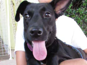 Cachorro raça SRD idade 1 ano nome Rihanna