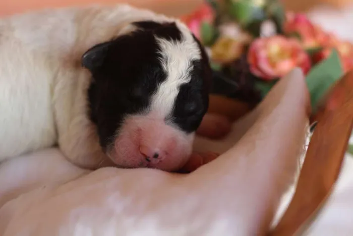 Cachorro ra a SRD idade Abaixo de 2 meses nome Sem nome