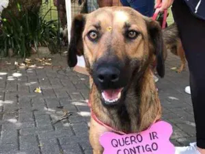 Cachorro raça SRD idade 2 anos nome Salomé