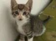 Gatos