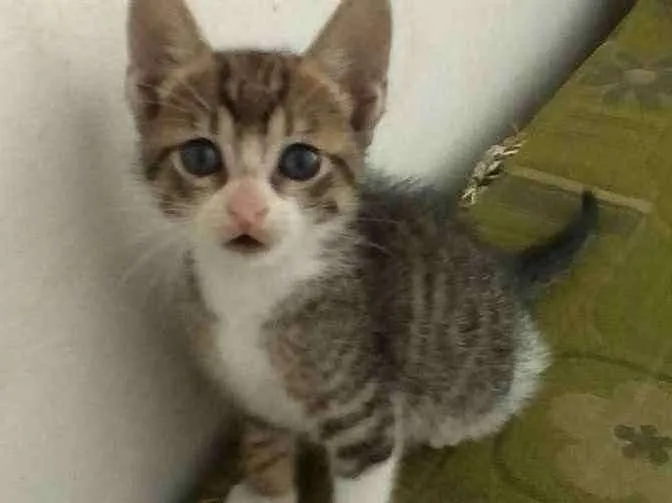 Gato ra a  idade 2 a 6 meses nome Gatos