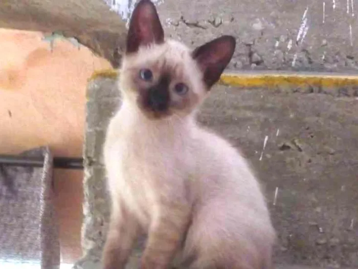 Gato ra a srd idade 2 a 6 meses nome sem nome