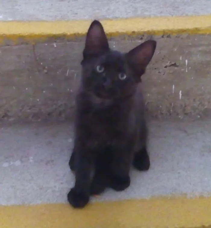 Gato ra a srd idade 2 a 6 meses nome sem nome