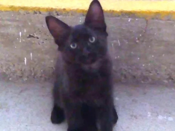 Gato ra a srd idade 2 a 6 meses nome sem nome