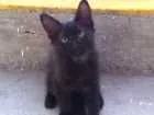 Gato raça srd idade 2 a 6 meses nome sem nome