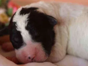 Cachorro raça SRD idade Abaixo de 2 meses nome Sem nome
