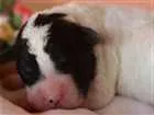 Cachorro raça SRD idade Abaixo de 2 meses nome Sem nome
