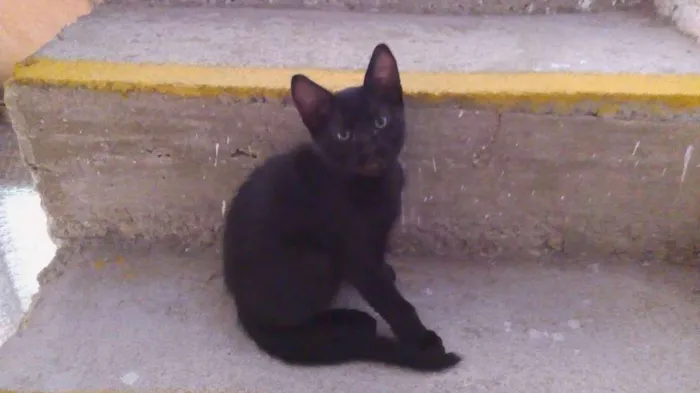 Gato ra a srd idade 2 a 6 meses nome miúda