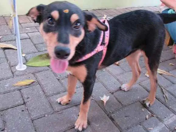 Cachorro ra a SRD idade 1 ano nome Meg