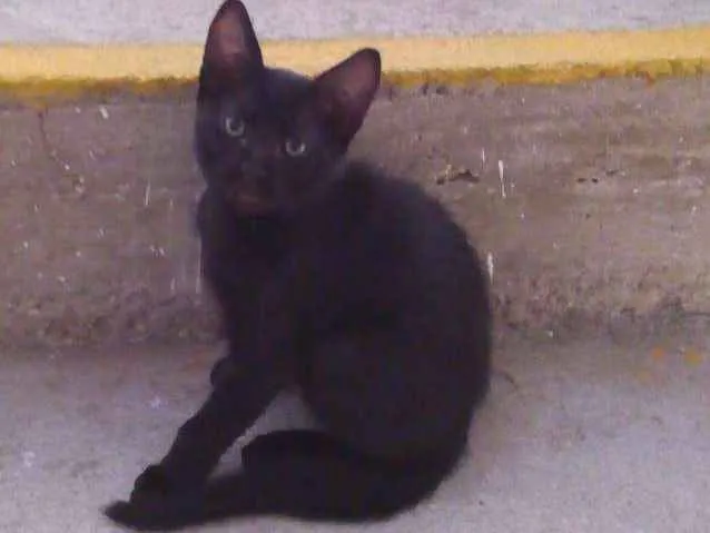 Gato ra a srd idade 2 a 6 meses nome miúda