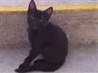 Gato raça srd idade 2 a 6 meses nome miúda