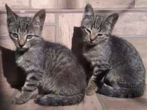 Gato raça Vira lata  idade 2 a 6 meses nome Tom e madruguinha 