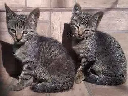 Gato ra a Vira lata  idade 2 a 6 meses nome Tom e madruguinha 