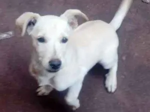 Cachorro raça Vira lata  idade 2 a 6 meses nome Fred e scoby 