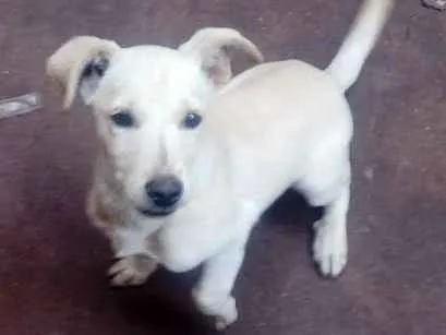 Cachorro ra a Vira lata  idade 2 a 6 meses nome Fred e scoby 