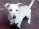 Cachorro raça Vira lata  idade 2 a 6 meses nome Fred e scoby 