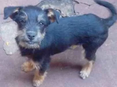 Cachorro ra a Vira lata  idade 2 a 6 meses nome Fred e scoby 