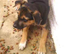 Cachorro raça Vira Lata idade 2 a 6 meses nome Mel e Negresco