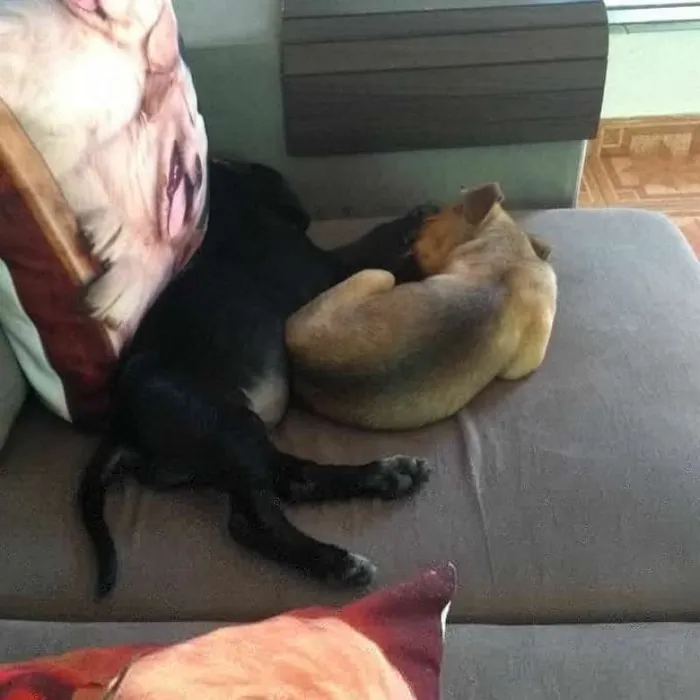 Cachorro ra a Srd  idade 2 a 6 meses nome Lindinha