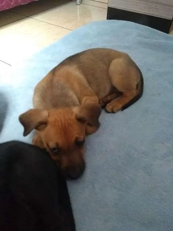 Cachorro ra a Srd  idade 2 a 6 meses nome Lindinha