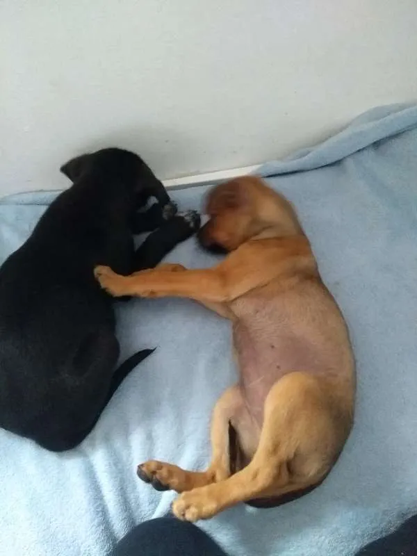 Cachorro ra a Srd  idade 2 a 6 meses nome Lindinha