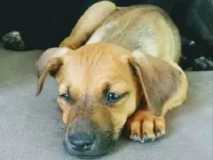 Cachorro raça Srd  idade 2 a 6 meses nome Lindinha