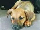 Cachorro raça Srd  idade 2 a 6 meses nome Lindinha