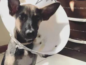 Cachorro raça Srd idade 2 a 6 meses nome Craque