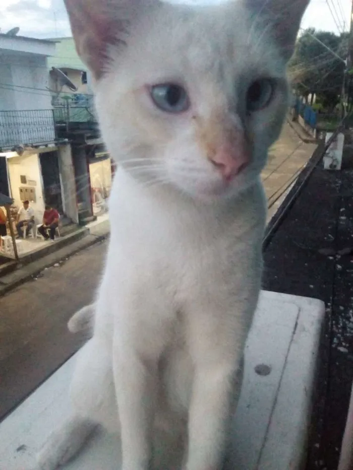 Gato raça Não sei a raça dele  idade 1 ano nome Pudim