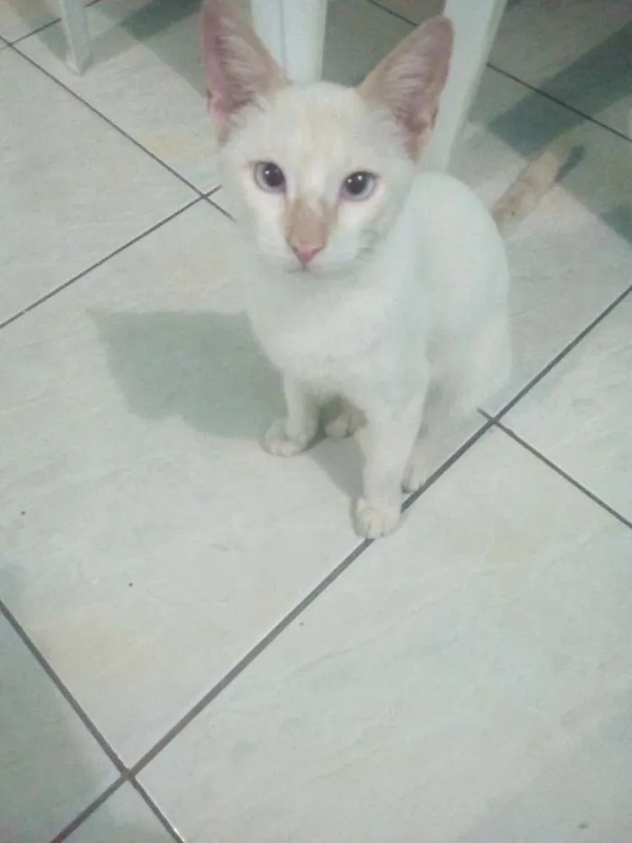 Gato raça Não sei a raça dele  idade 1 ano nome Pudim